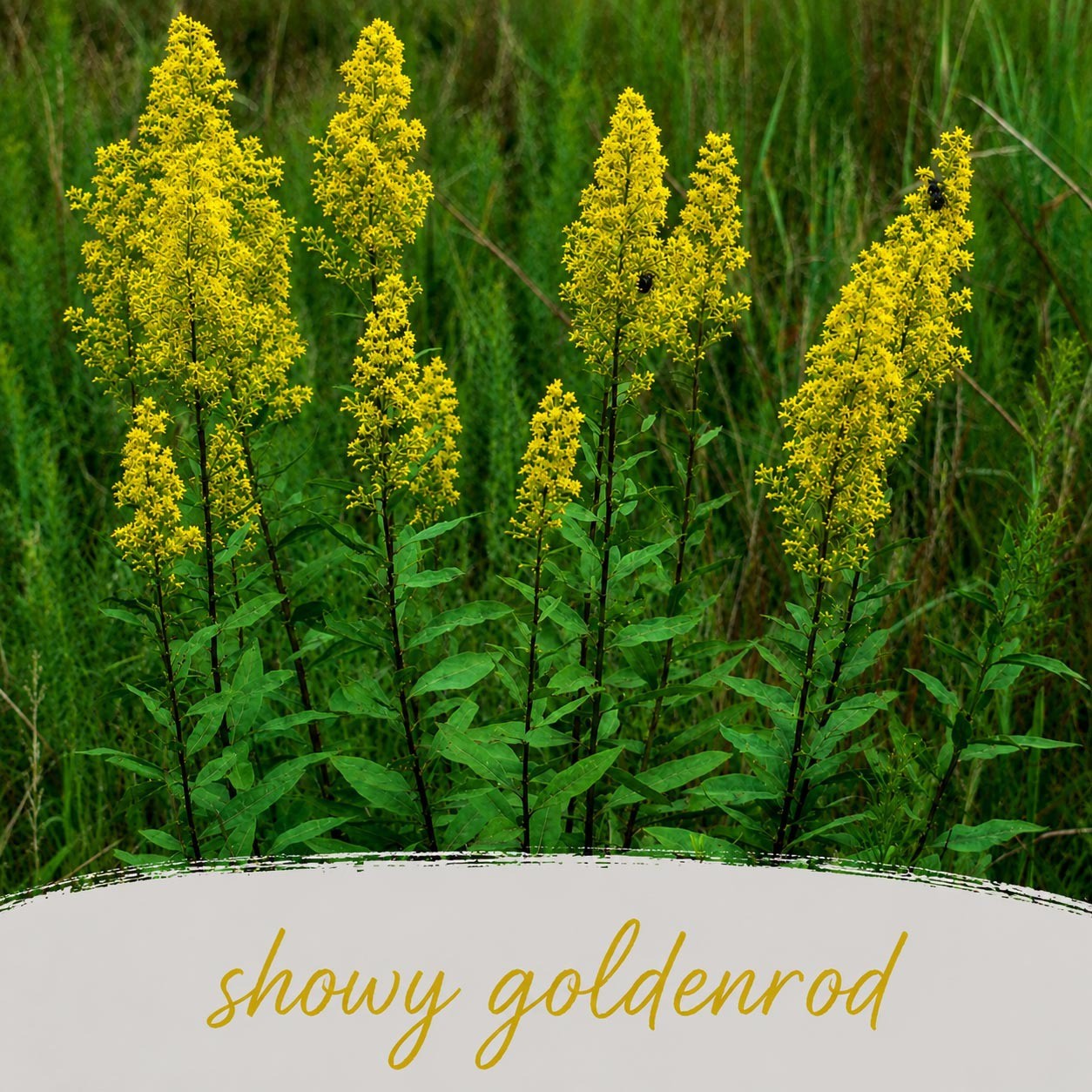 Backyard Bird Wildflower Bundle | Tall & Short Mini Mixes | Prairie Legacy Inc.