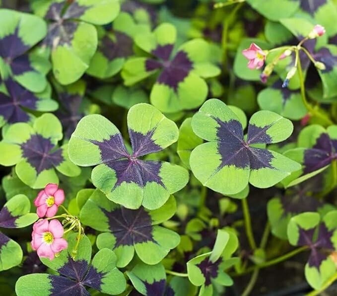 Iron Cross Shamrock Bulbs for Planting – Fast Growing Year Round Color