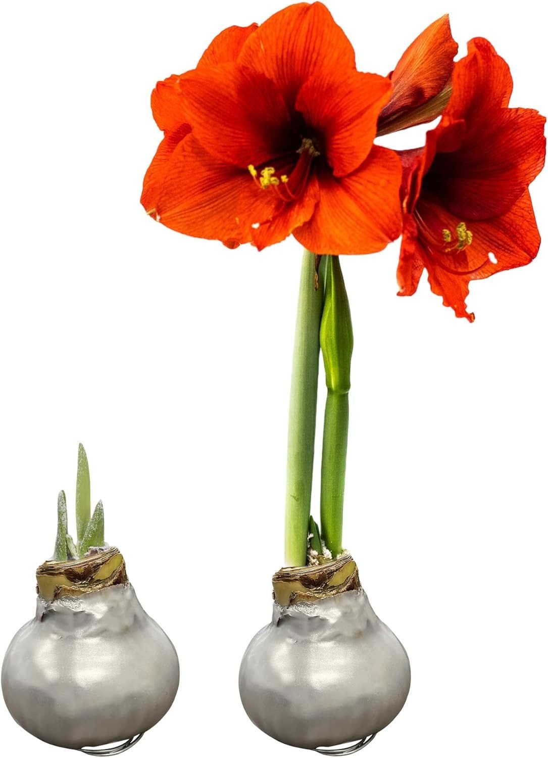 Silver Wax Amaryllis Bulbs – 2-Pack Live Holiday Plants