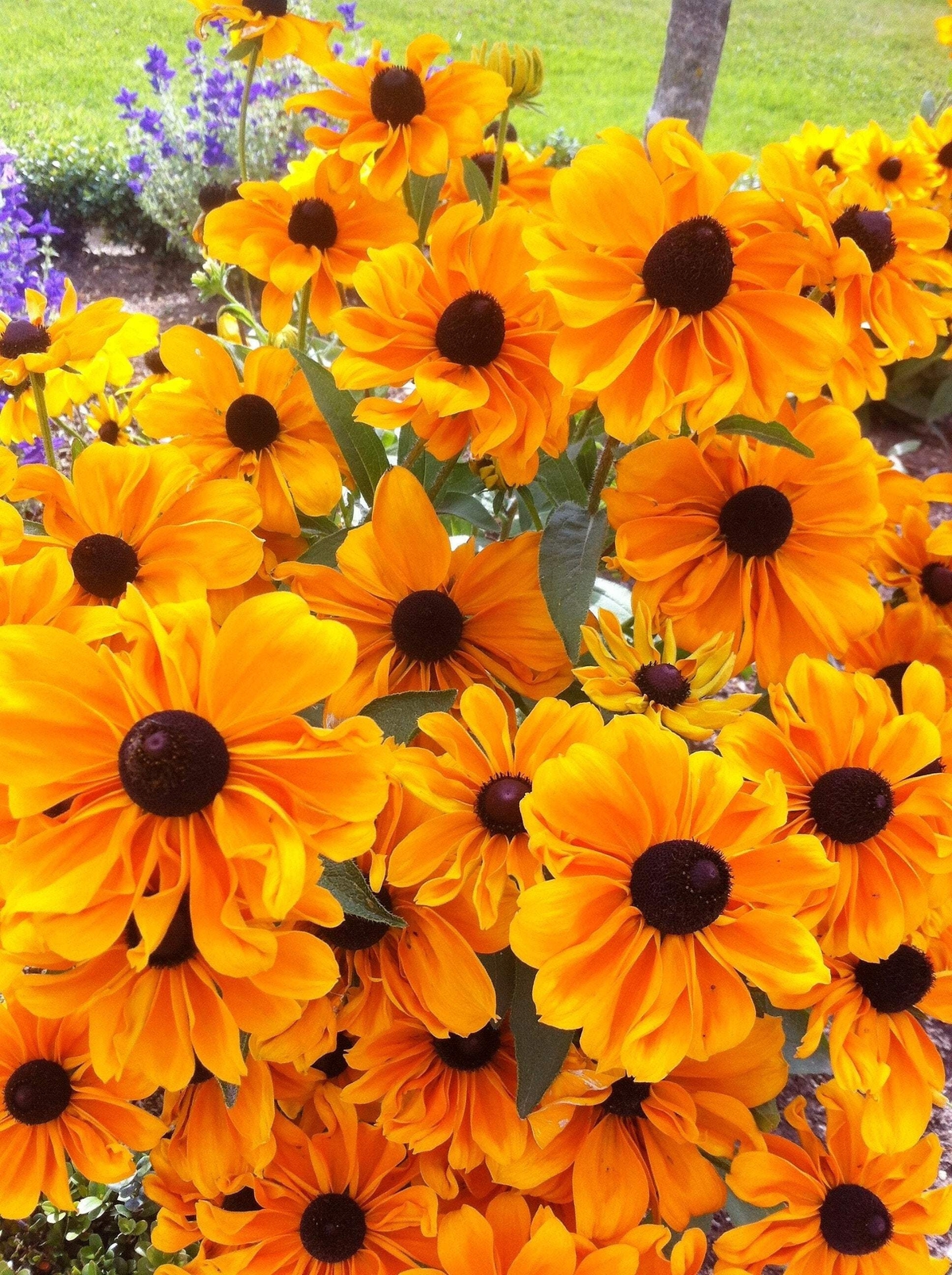 250 Dwarf MARMALADE RUDBECKIA Hirta Black Eyed Susan Gloriosa Daisy Flower Seeds