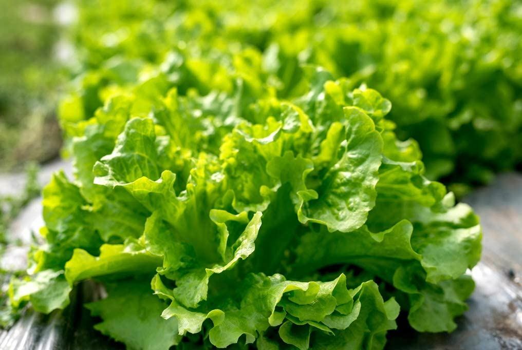 Lettuce Seeds, Black-Seeded Simpson Lettuce Seeds, “COOL BEANS N SPROUTS” Brand