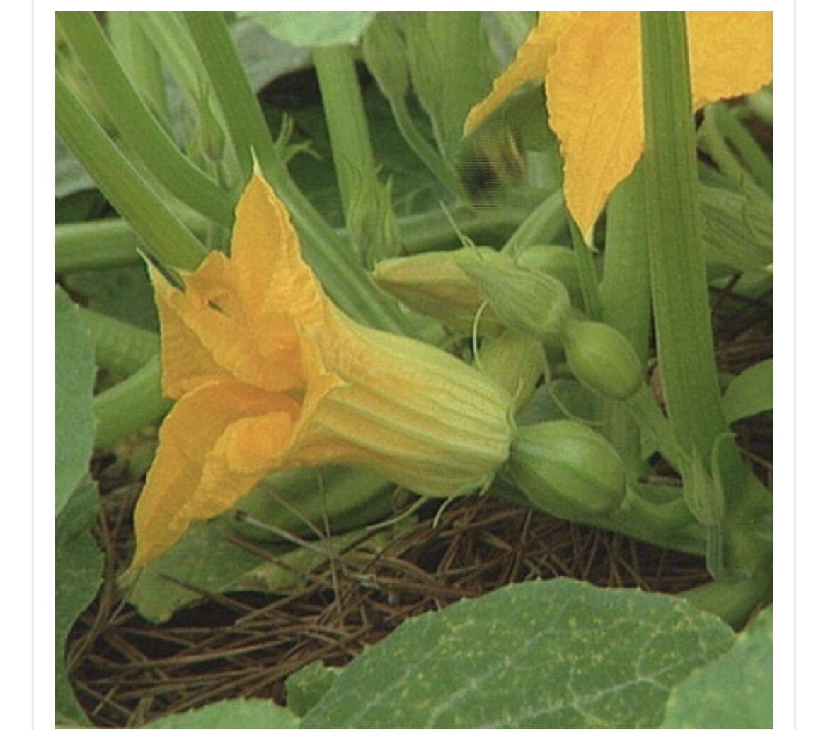 100 hạt giống bí nụ lai f1 Siêu Bông Siêu Nụ High Yeild Baby Pumpkin And Flower