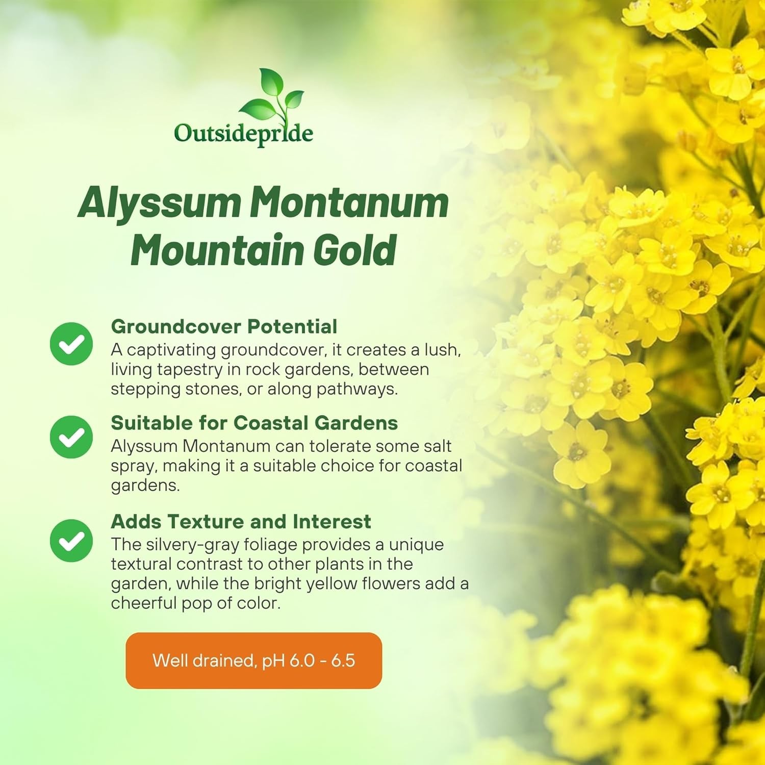 10000 Seeds Yellow Alyssum Mountain Gold Seeds For Planting Outdoors –