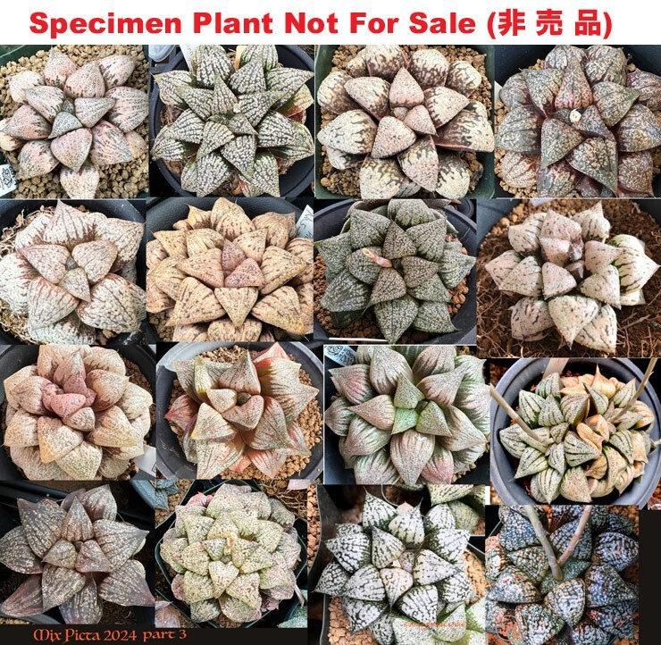100 seeds – Haworthia picta Hybrid mixed seeds from 2024, HYBD-1002-2024