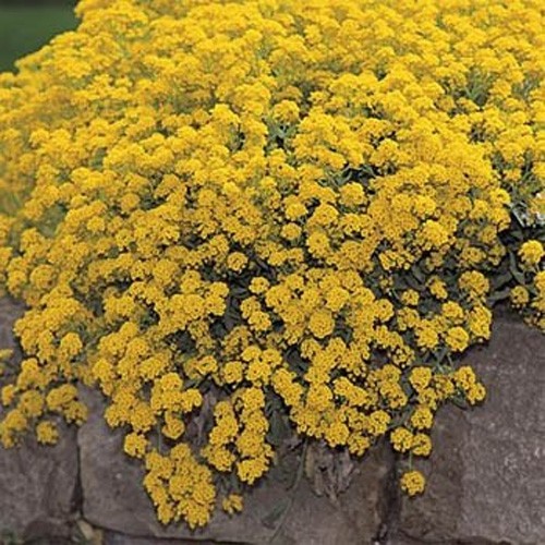 10000 Seeds Yellow Alyssum Mountain Gold Seeds For Planting Outdoors –