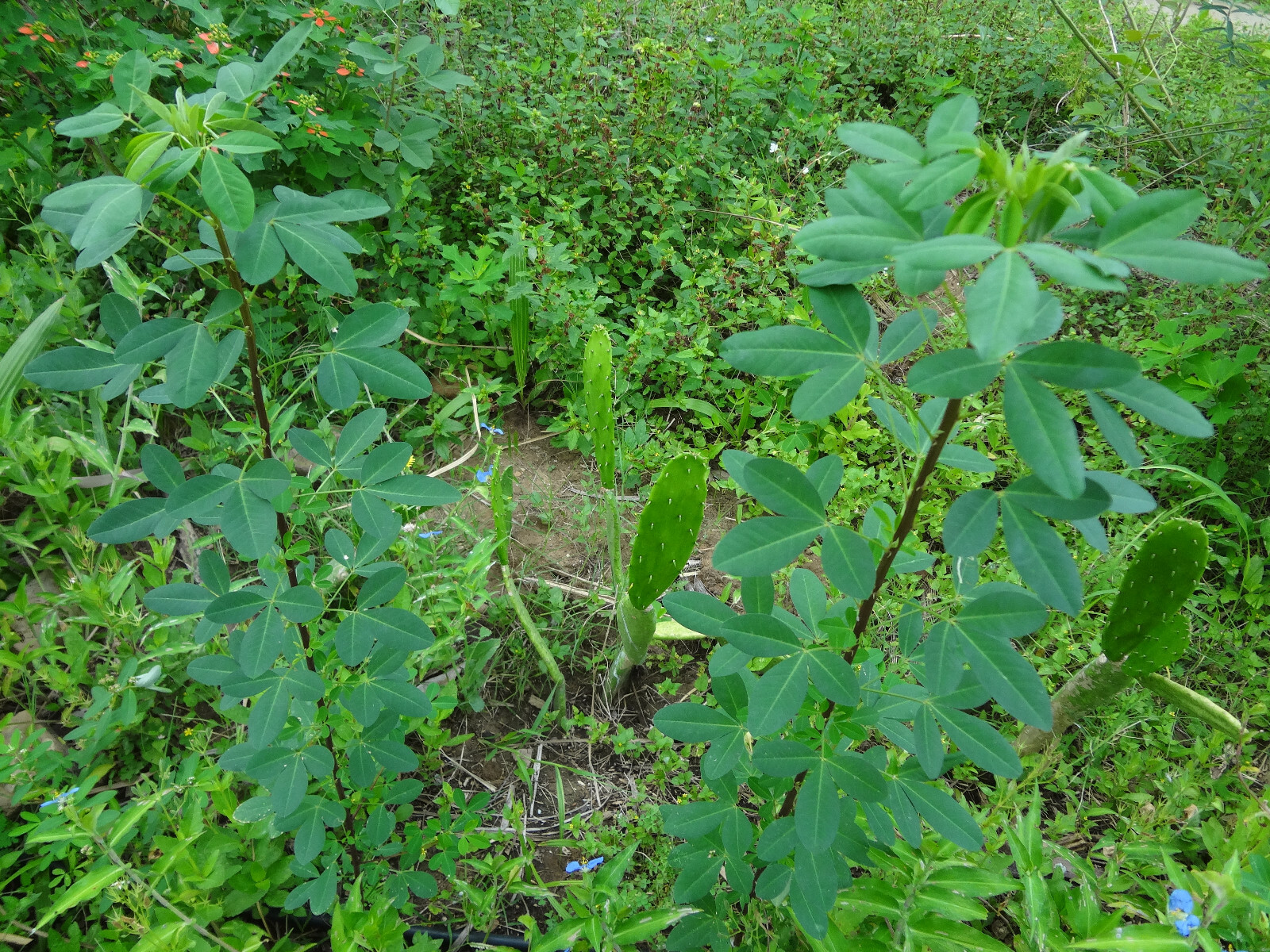 CHIPILIN Very RARE Central America Cold Hardy El Salvador 10 SEEDS