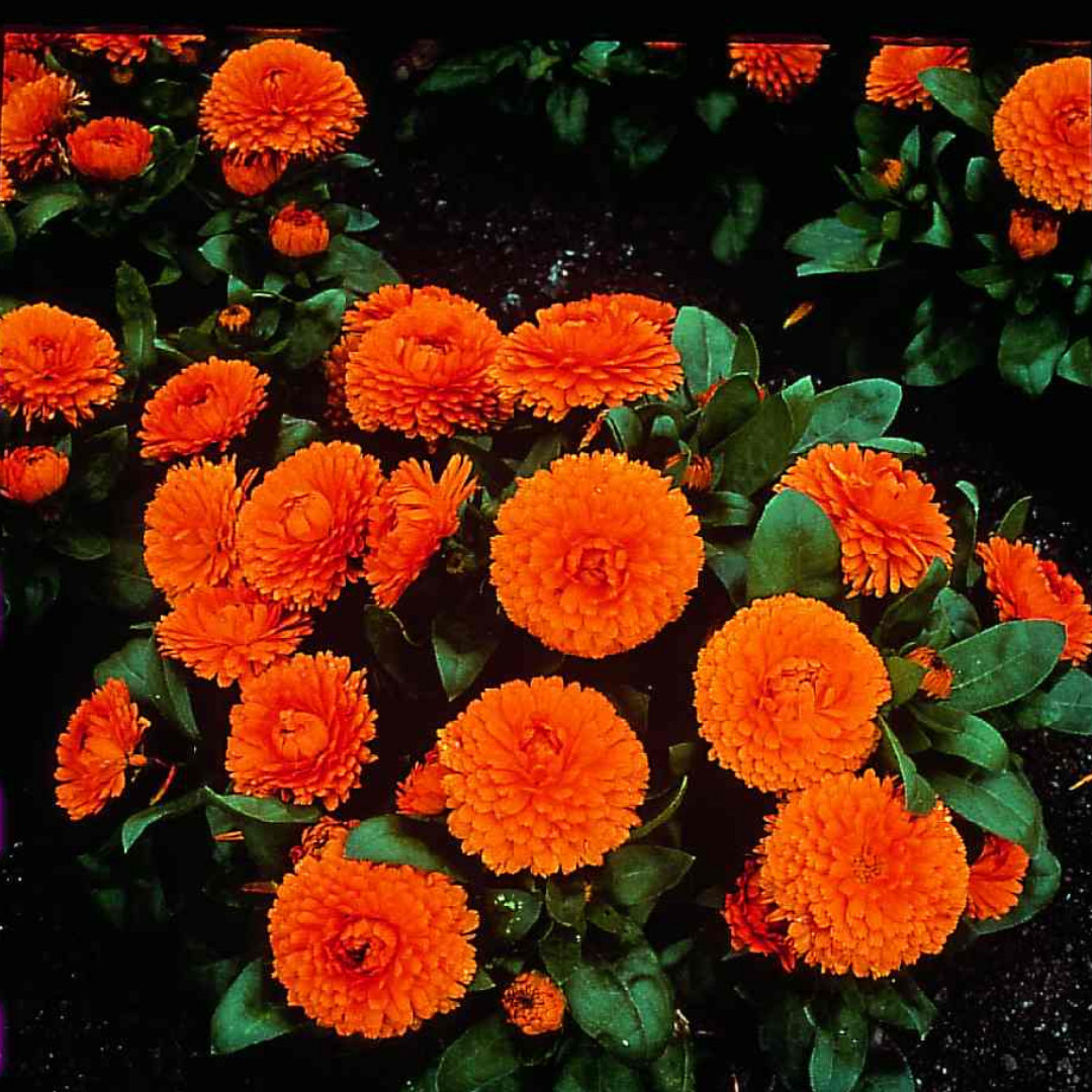 Fresh Premium French Marigold Calendula Seeds | Heirloom Non-GMO | Flower Seeds