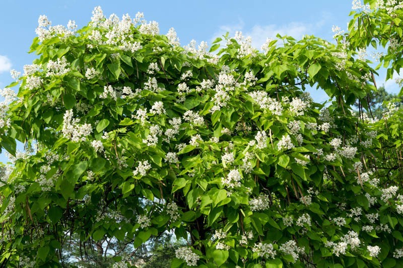 1 Northern Catalpa Tree 12-24″ Tall Catalpa speciosa Bare Root