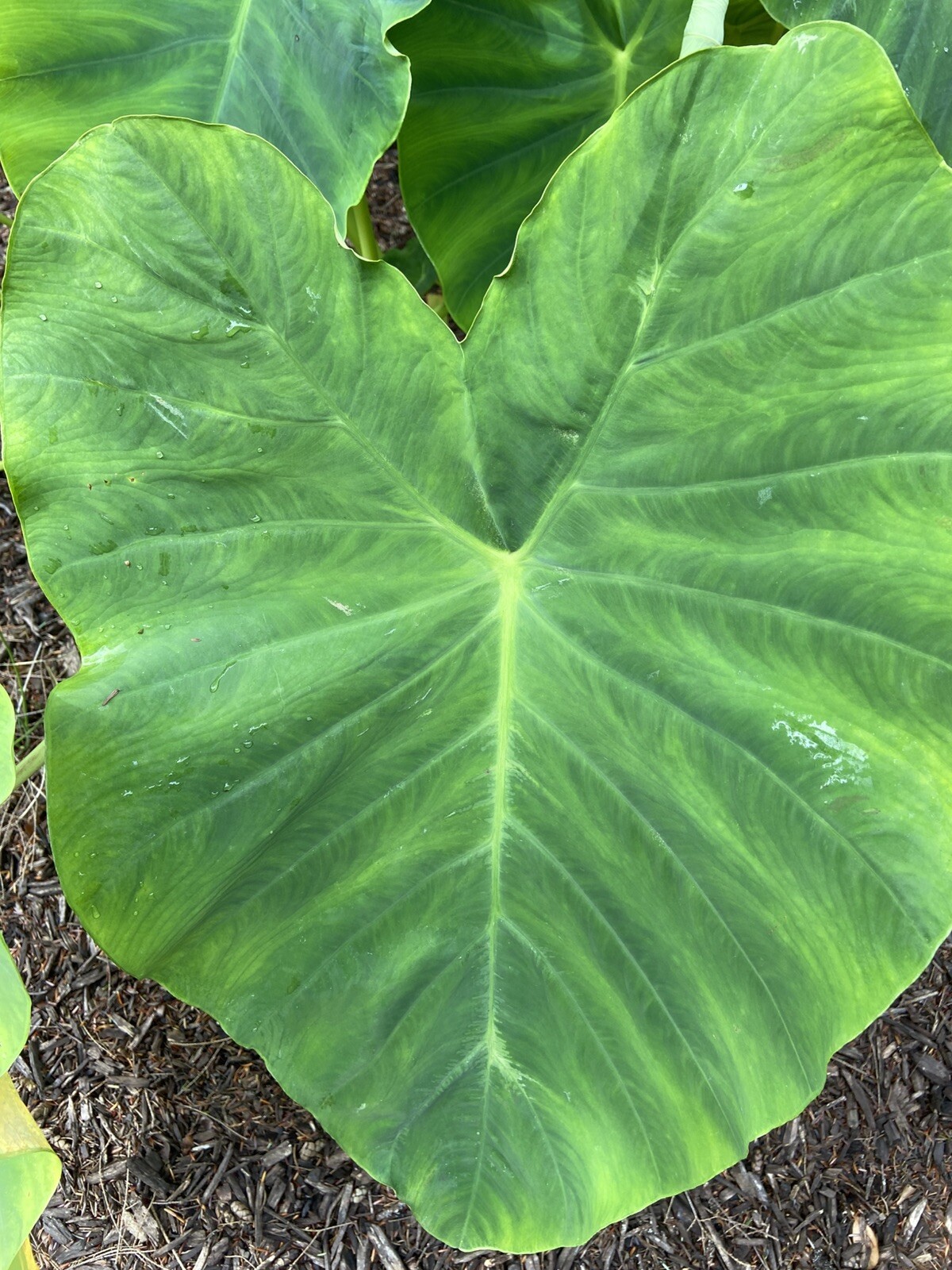 2 LARGE size Elephant Ear Bulbs….SPRING SALE!