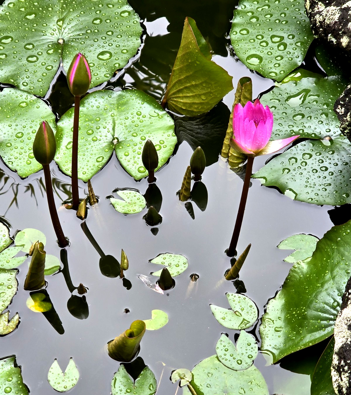TWO Aquatic Hardy Sacred Pink Water Lily Plant FRESH Mature Rhizomes 3″- 4″