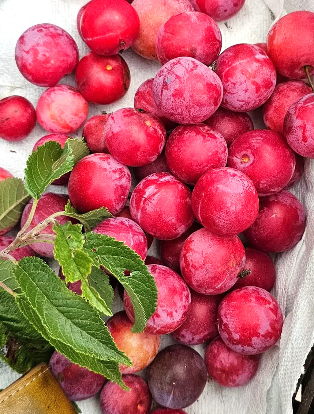 American Plum Tree Seeds – For 2026 Planting Prunus Americana Wild Plums Red