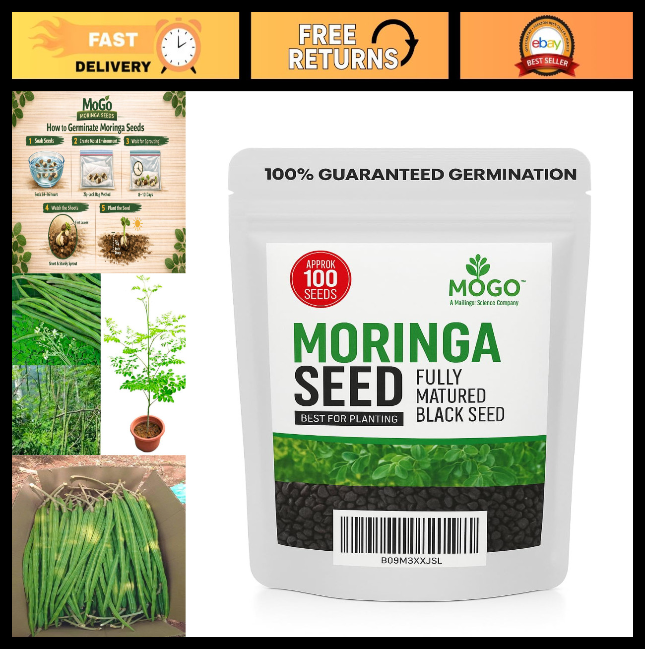 100 Moringa Seeds for Planting | Premium Germination | Malunggay Seeds, PKM1