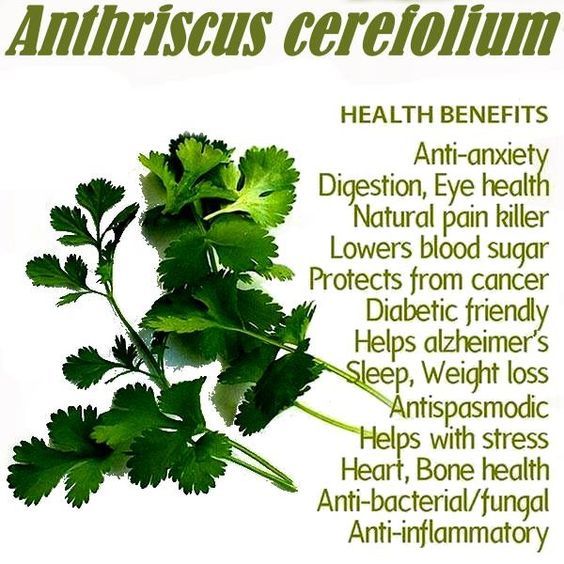 350+ Chervil Seeds-Culinary and Medicinal – NON-GMO,Organic- Open Pollinated.