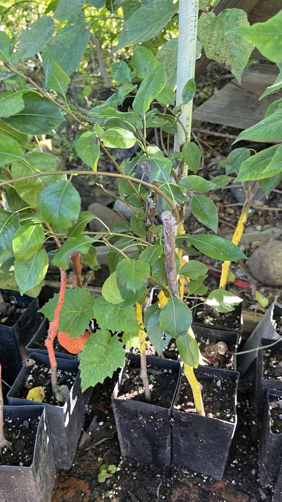 1 grafted tree Hendre Huffcap Cider Pear plant 15-18” tall