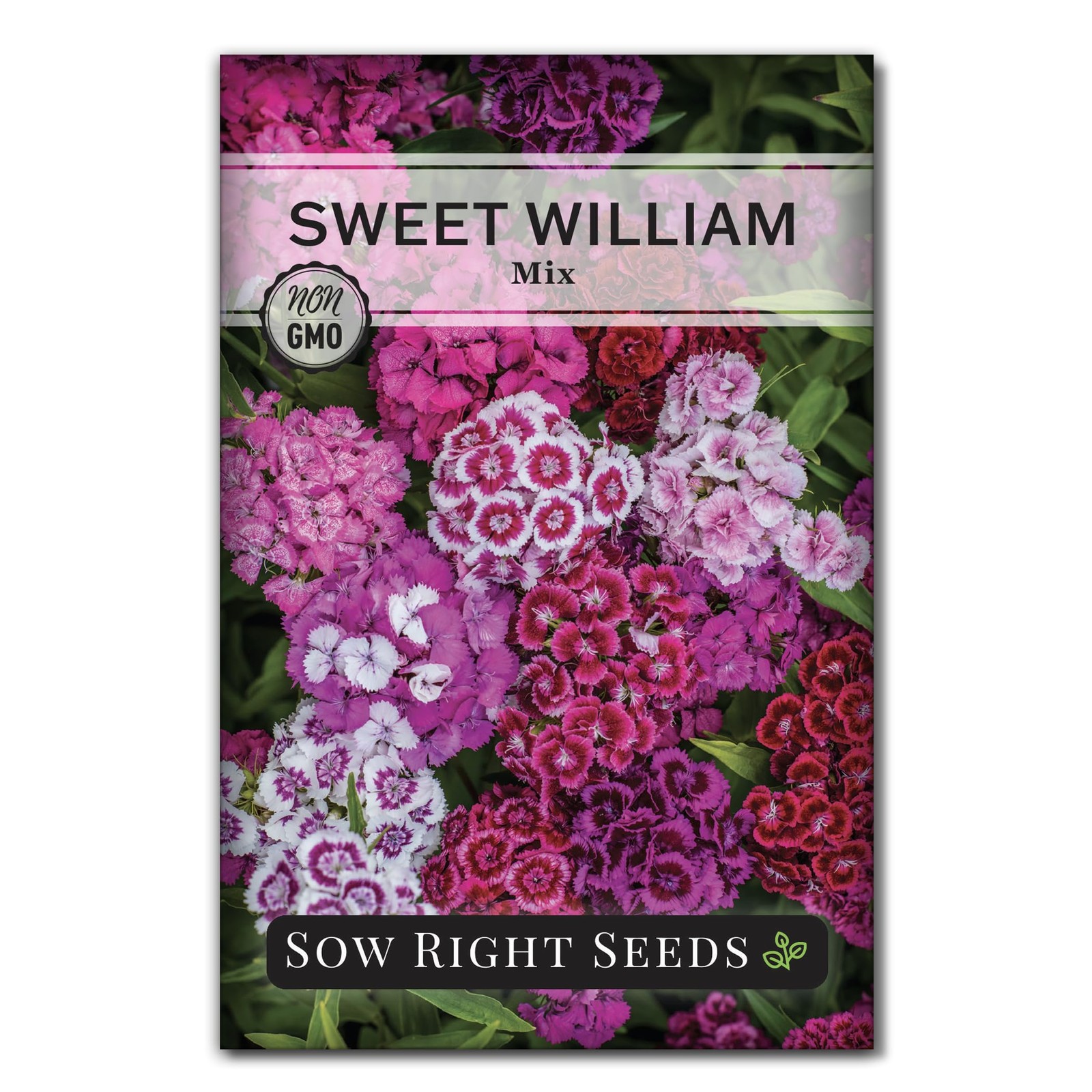 Sweet William Flower Seeds Biennial Non GMO Edible Fragrant Blooms Pollinator Ga