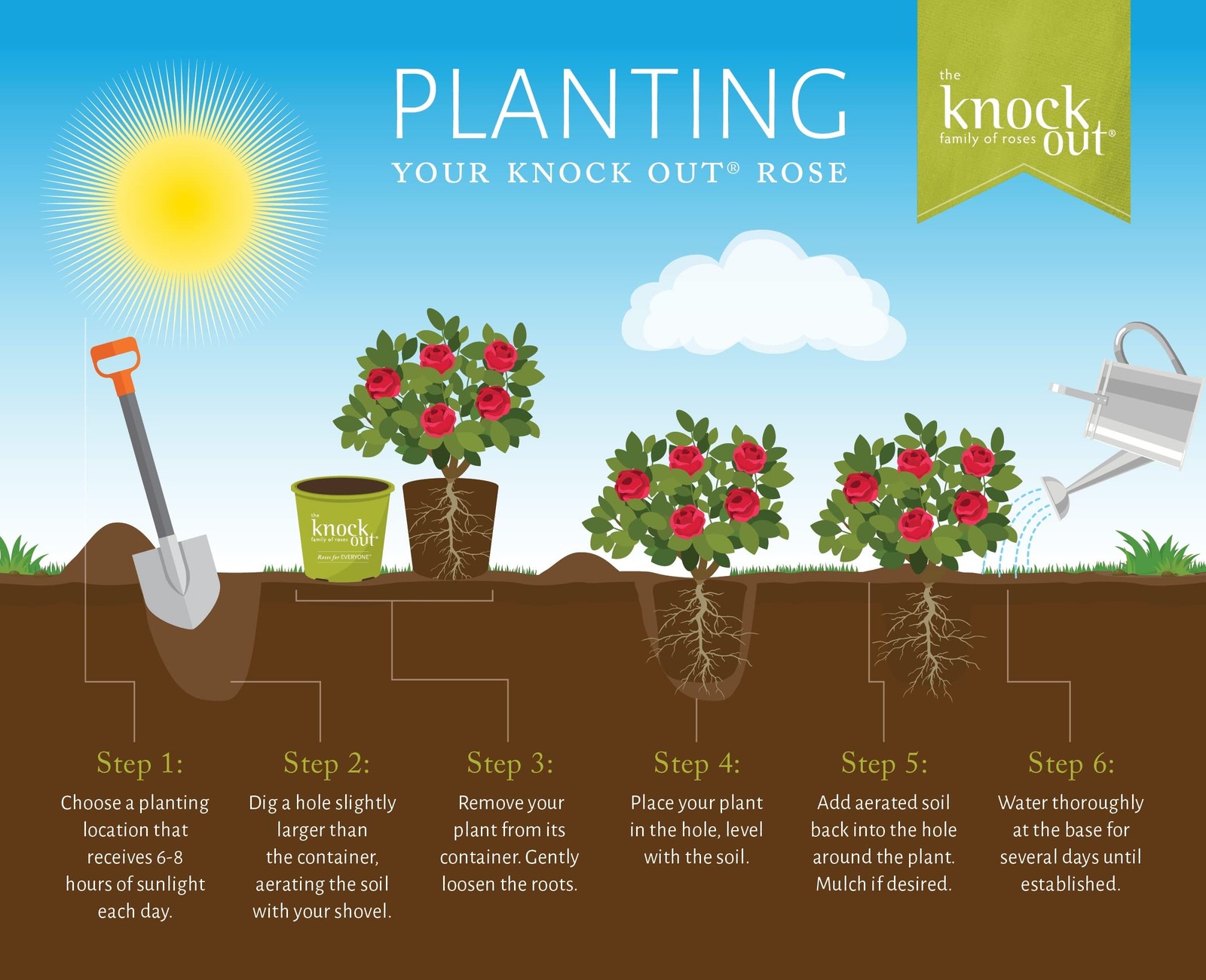 Double Knock Out Rose 1 Gallon Cherry Red 3-4′ H x 3-4′ W – Full Sun to Part