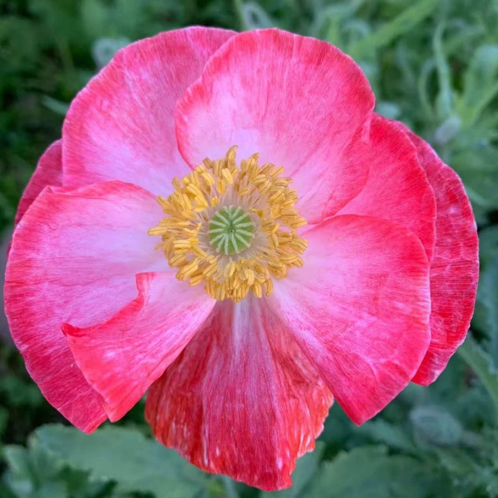 1000 Pink & White Shirley Poppy Seeds – Papaver rhoeas Garden Flower Zones 3–10