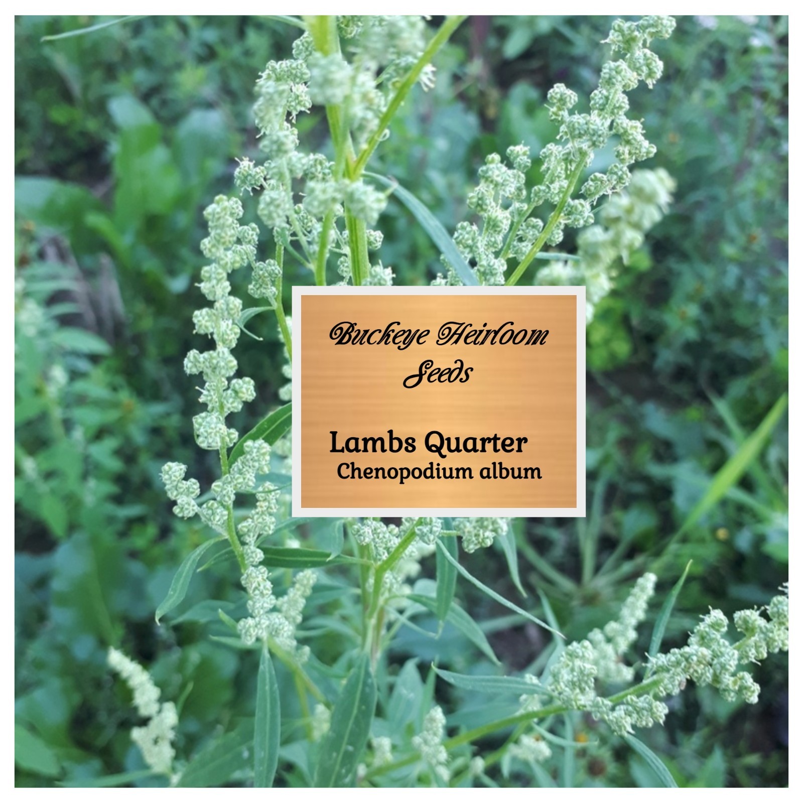 Lambs Quarters | 100 Seeds | Super Food | Chenopodium album | Lambsquarters