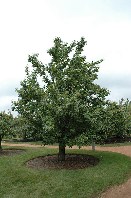Asian Pear Flowering Tree | Premium Seeds | Pyrus pyrifolia ‘Spring’ | Plants’®