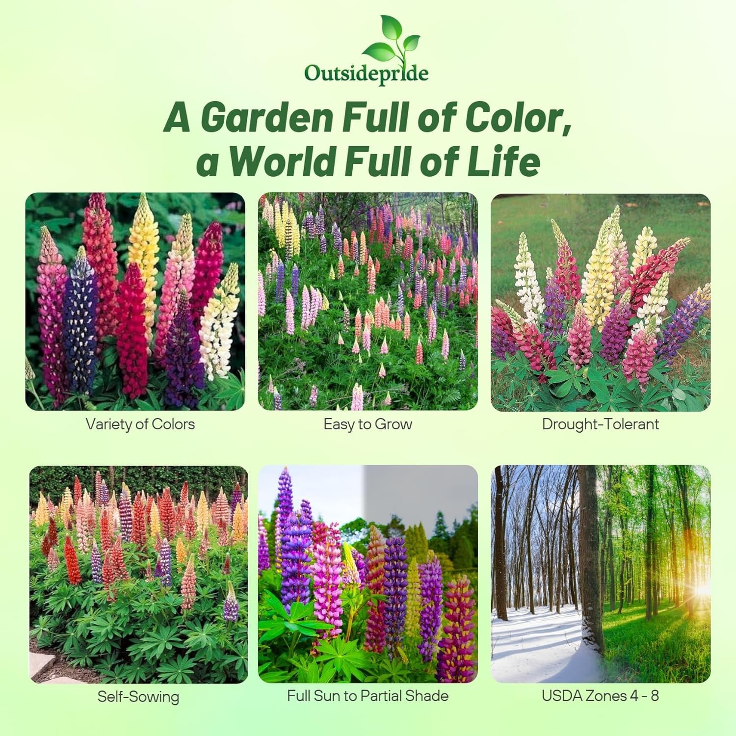 Mixed Russell Lupine Seeds – 1/4 Lb. Perennial & Pollinator-Friendly Wildflower