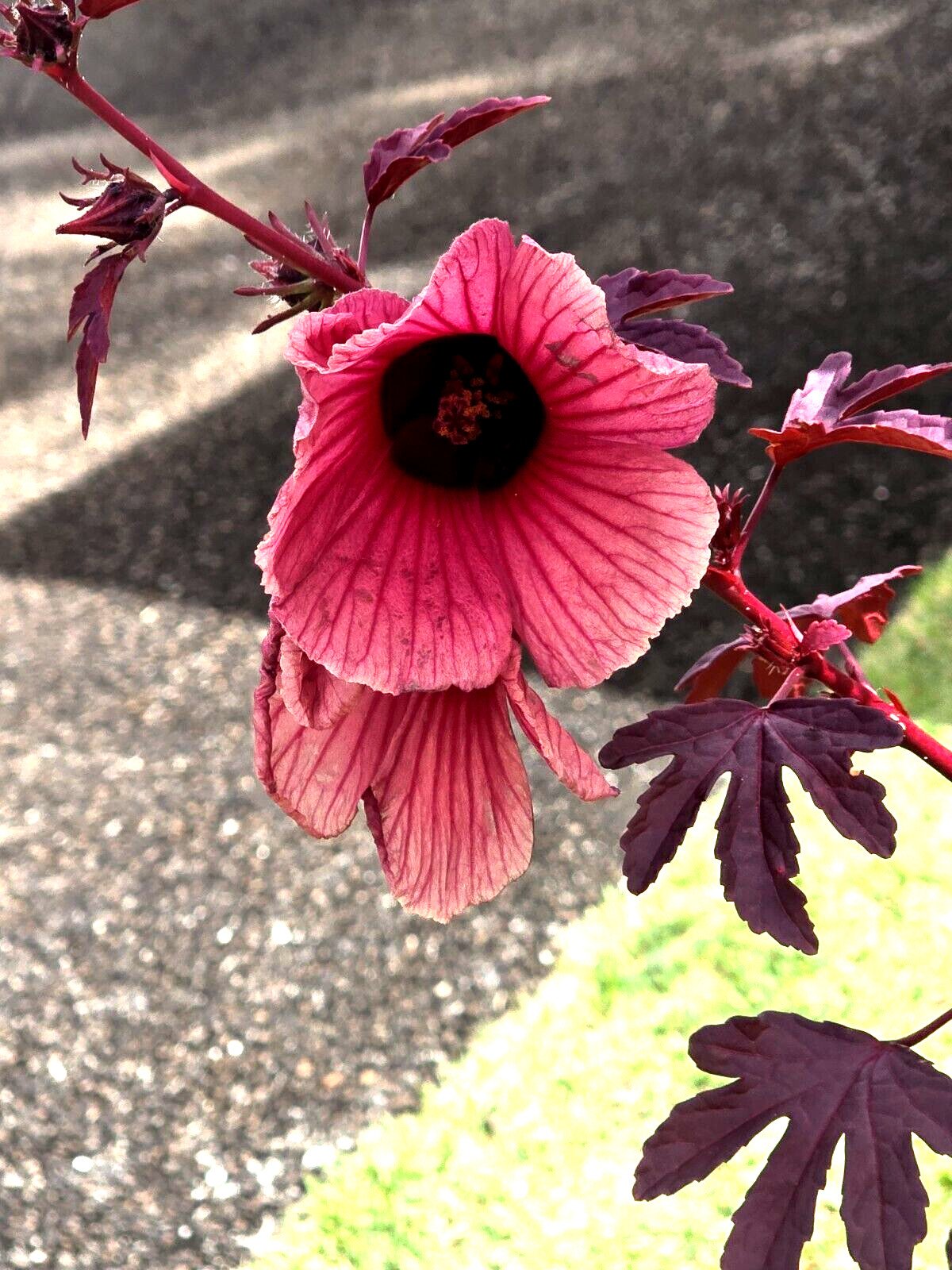 2 Cranberry Maple Leaf Hibiscus PLANTS 红枫叶芙蓉 Bare root dormant EZ Grow Hawaiian
