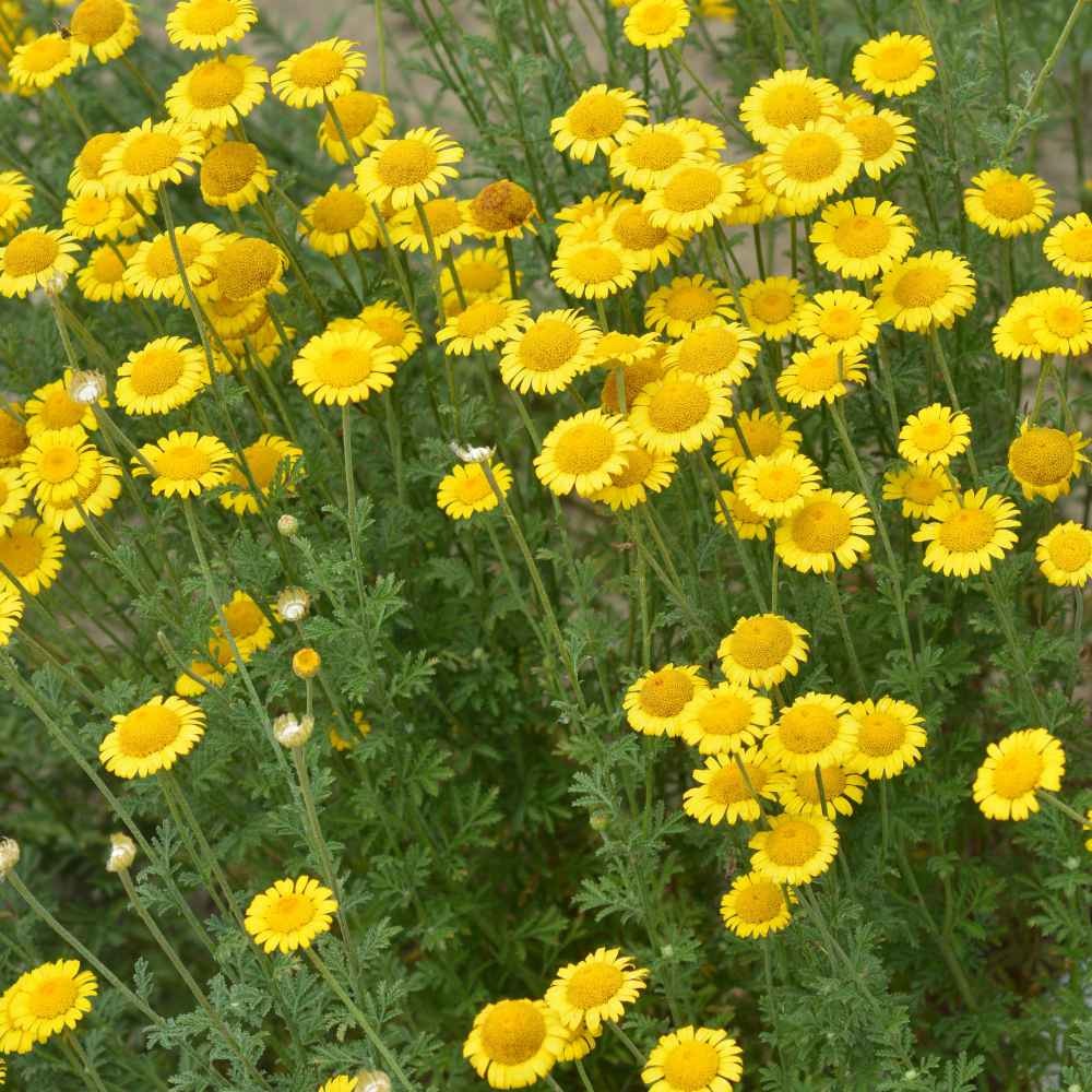 10000 Seeds Golden Marguerite Daisy Drought Tolerant Anthemis Tinctoria