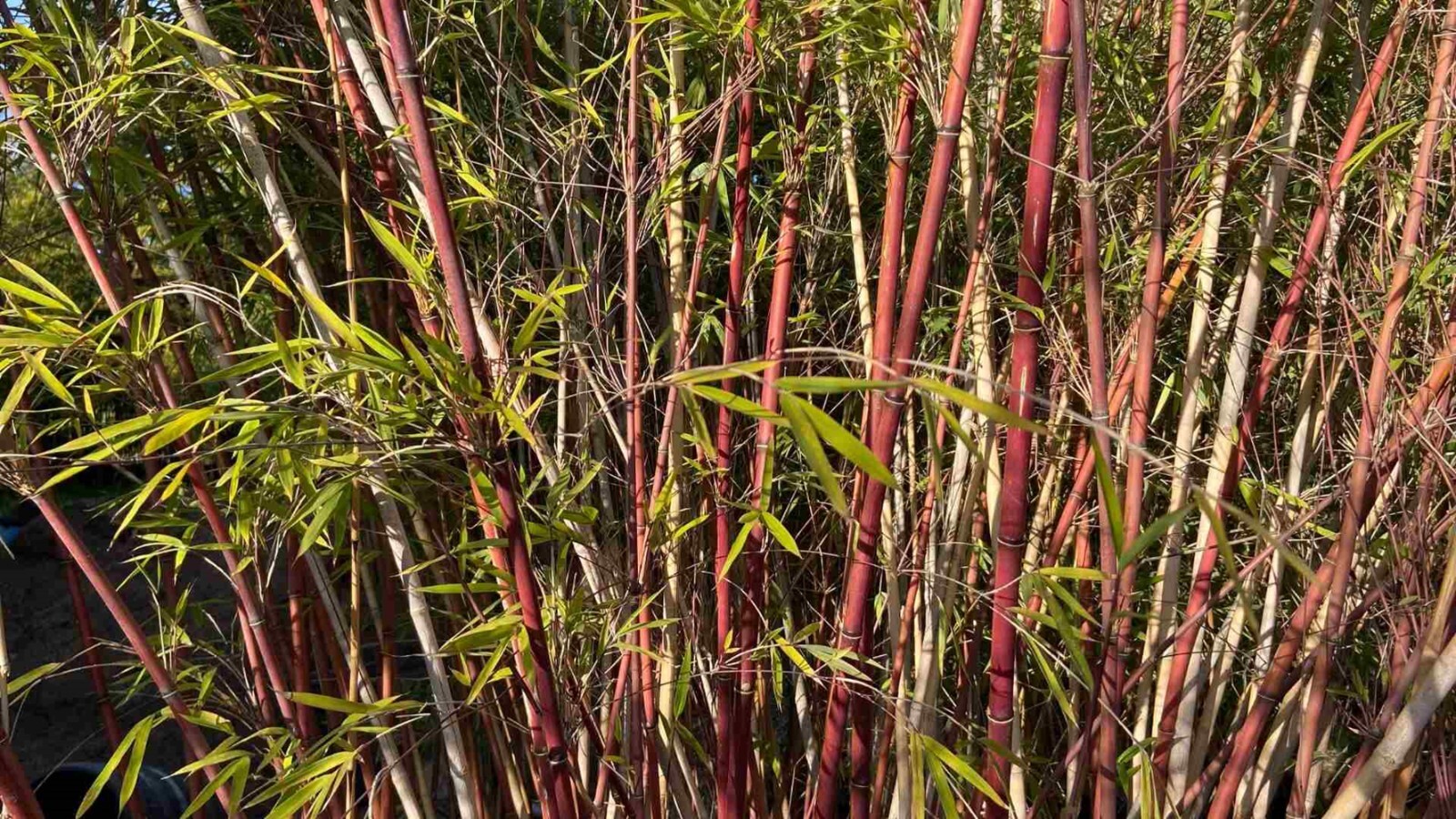 100 Chocolate Bamboo Seeds Perennial Ornamental Seed Privacy Shots US SELLER