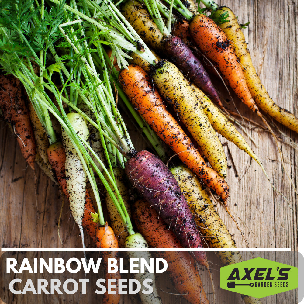 Rainbow Blend Carrot Seeds | Heirloom | Non-GMO | Fresh Garden Seeds