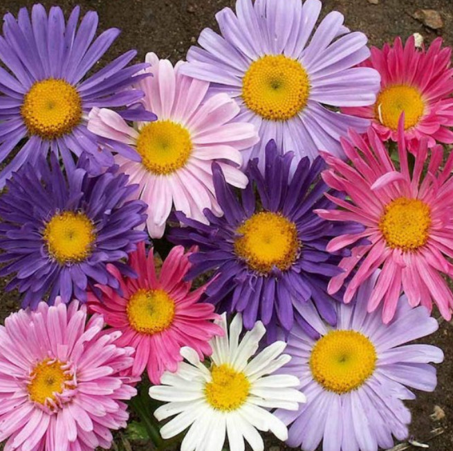 Aster SINGLE CHINA ASTER Colorful Cut Flowers Pollinators Non-GMO 200 Seeds