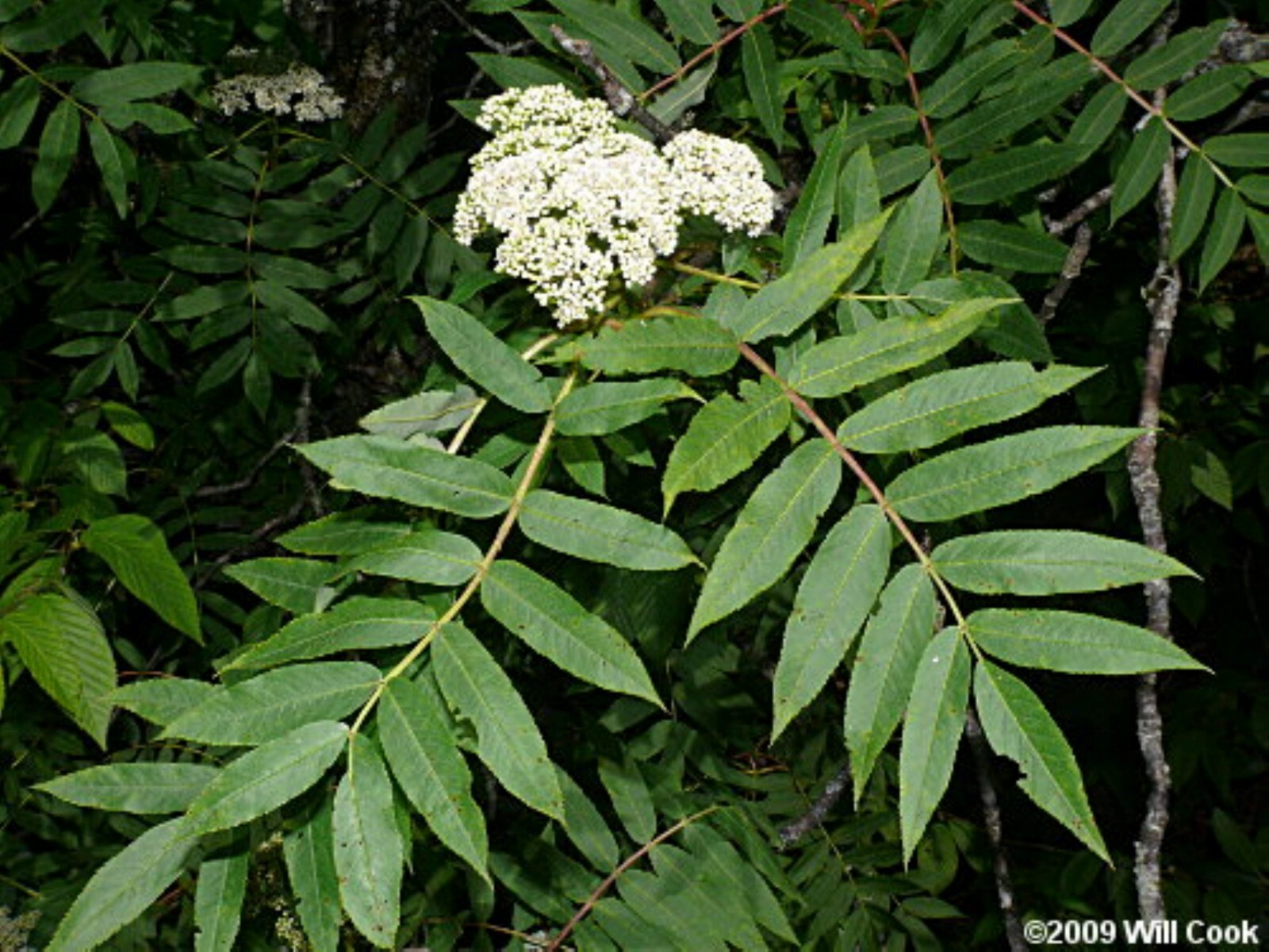 American Mountain Ash (Sorbus americana) 2-3 year old tree/seedling bare root