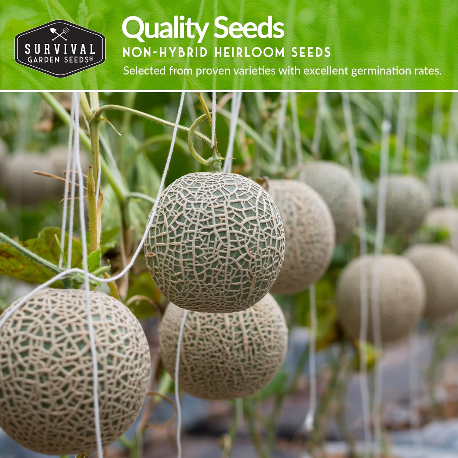 Melon Seeds for Planting Variety Pack – 6 Heirloom Cantaloupe, Honeydew & Waterm