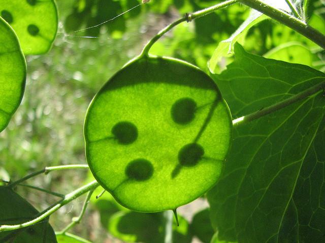 75 Moneyplant Lunaria annua Flower Seeds FREE SHIPPING