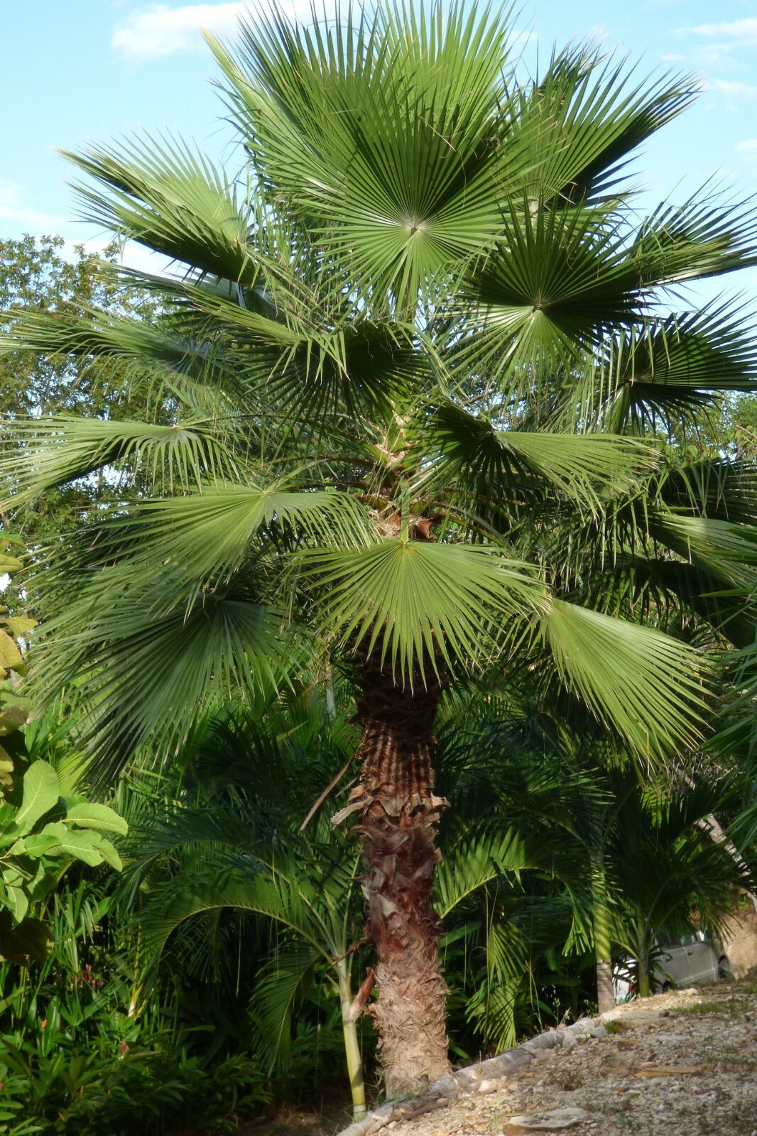 100 MEXICAN FAN PALM TREE SEEDS, WASHINGTON ROBUSTA, Freshly Harvested 2024