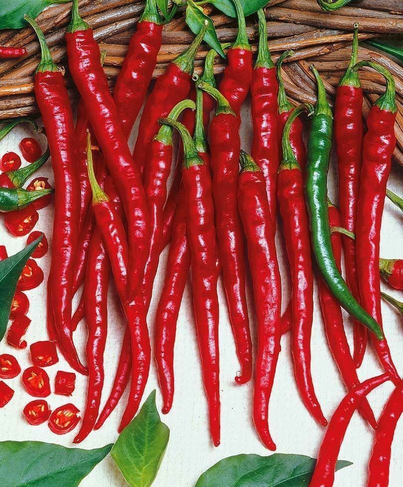 50 CAYENNE LONG RED SLIM CHILI PEPPER SEEDS NON – GMO FRESH GARDEN HARVEST