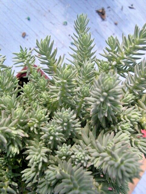 SEDUM BLUE SPRUCE 200 SEEDS, HARDY SEDUM, YELLOW FLOWERS IN SUMMER, EZ TO GROW.