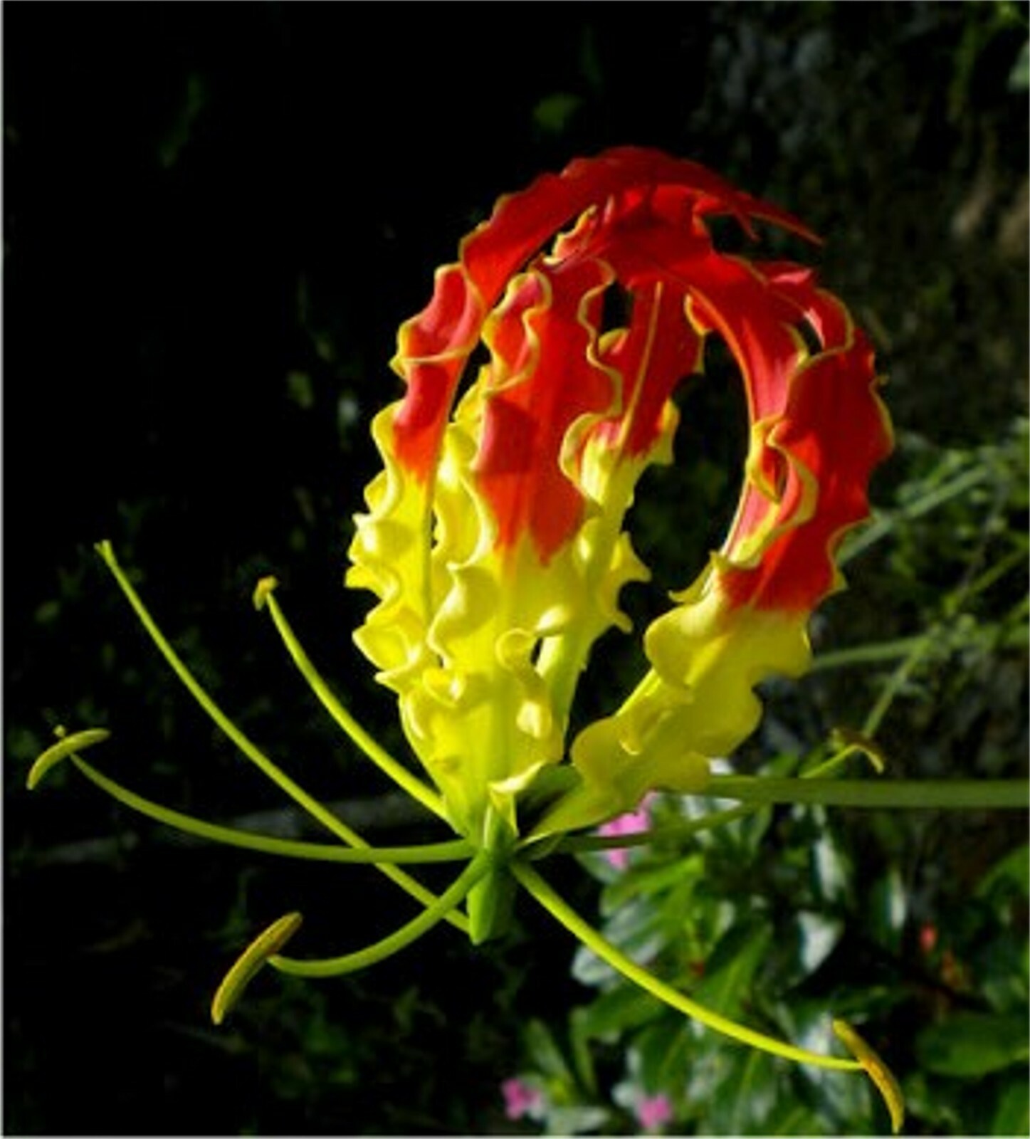 Gloriosa Superba Glory Vine 10 Seeds, Climbing Flame Lily Exceptional Beauty