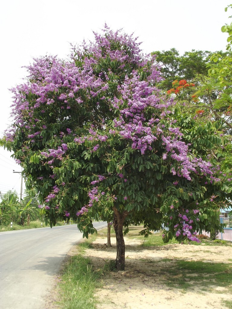 Lagerstroemia speciosa flos reginae Tree 20 Seeds Queens Crape Myrtle Herb