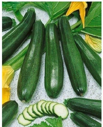 Black Beauty Zucchini Summer Squash 20 Seeds Heirloom Prolific Spineless Green