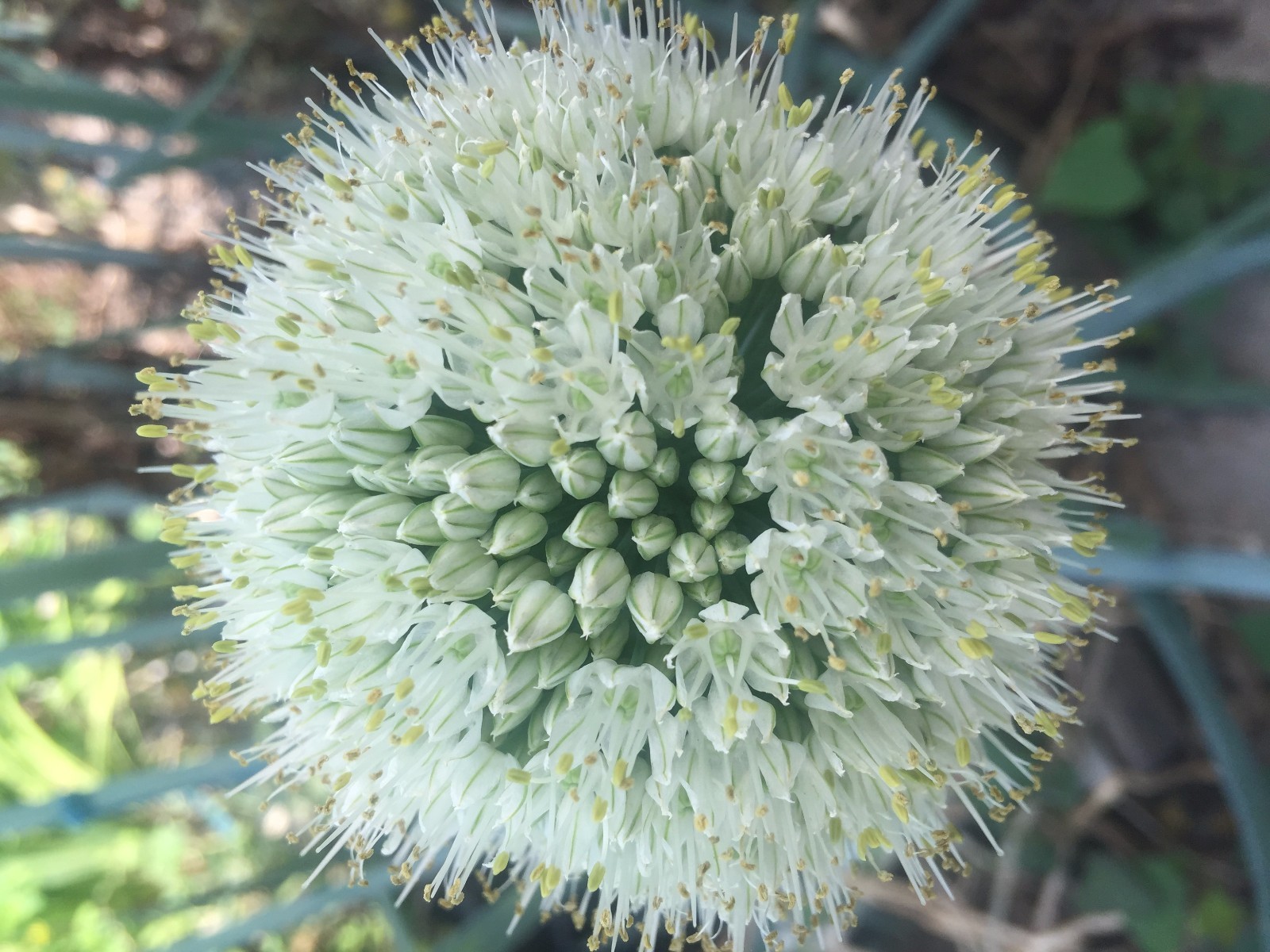 300Pcs Home Grow Organic White Lisbon Onion Bunching Onion, Green Onion Seeds