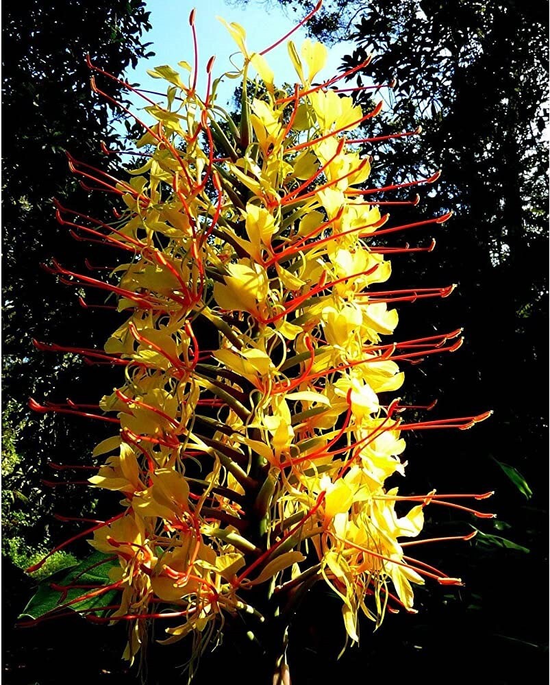 Hedychium gardnerianum | Himalayan & Kahili Ginger | Garland Lily | 10_Seeds