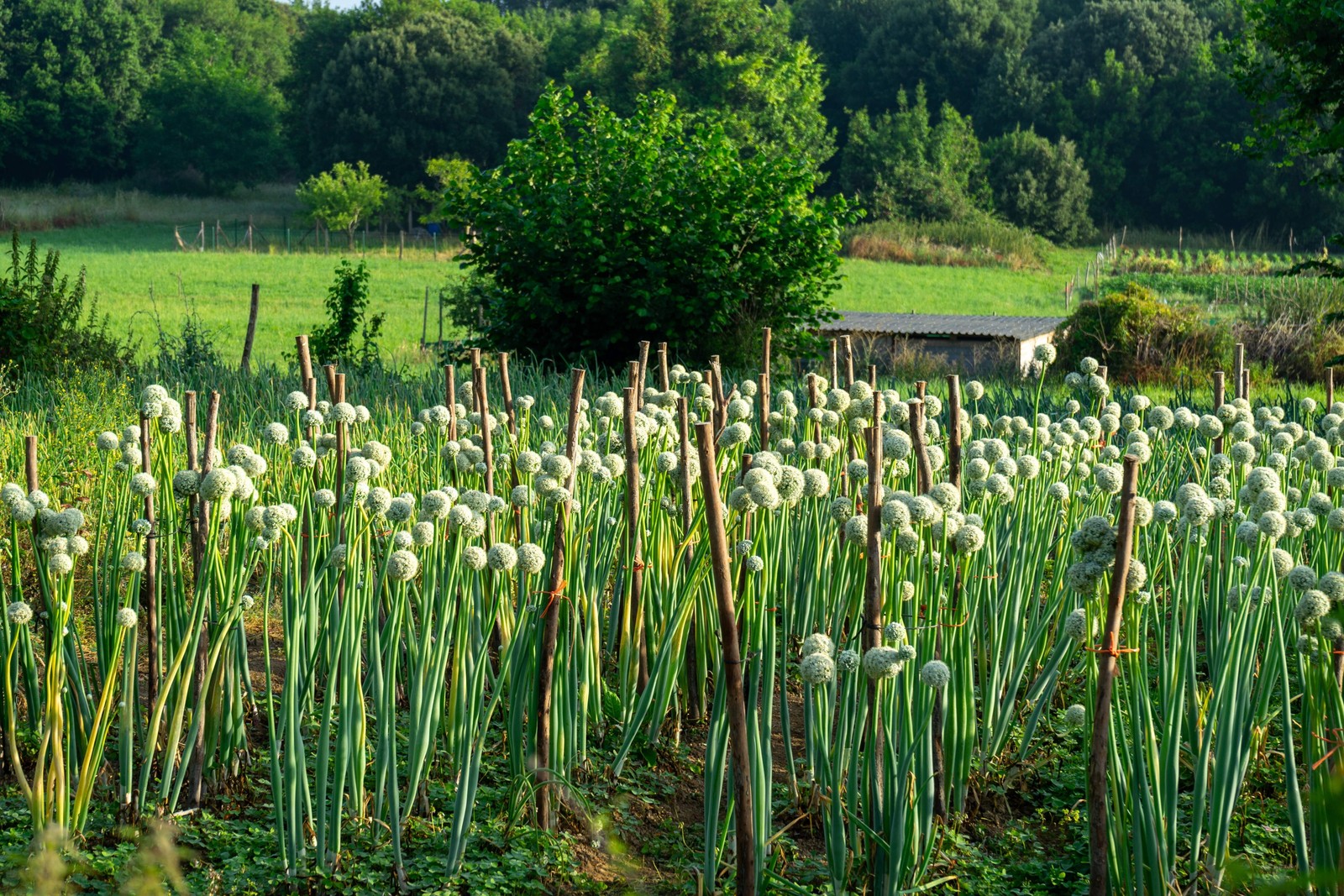 500 SOUTHPORT White Globe BUNCHING ONION Allium Cepa Vegetable Seeds