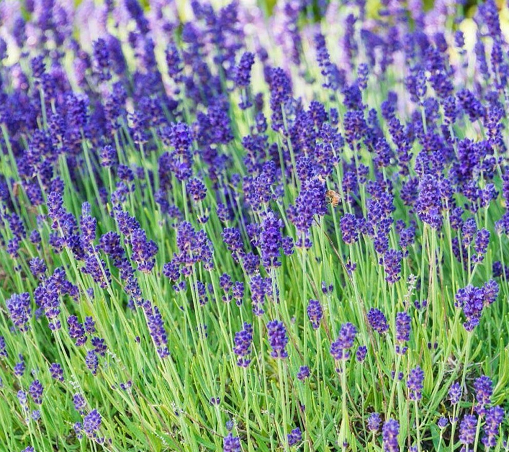 LAVENDER SEEDS 100+ HERBS perennial garden Plants AROMA Culinary FREE SHIPPING