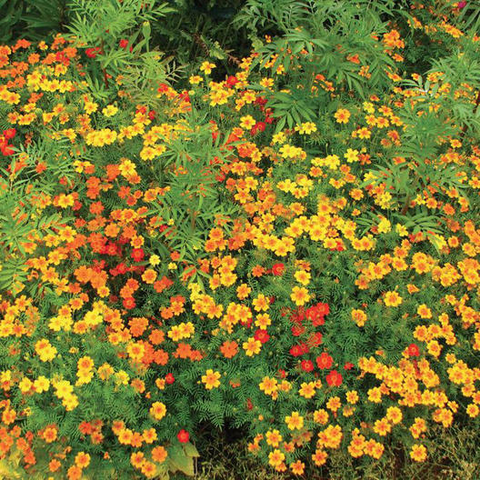 Signet Marigold STARFIRE MIX 12″ Beneficial | Cutting Garden! Non-GMO 200 Seeds!