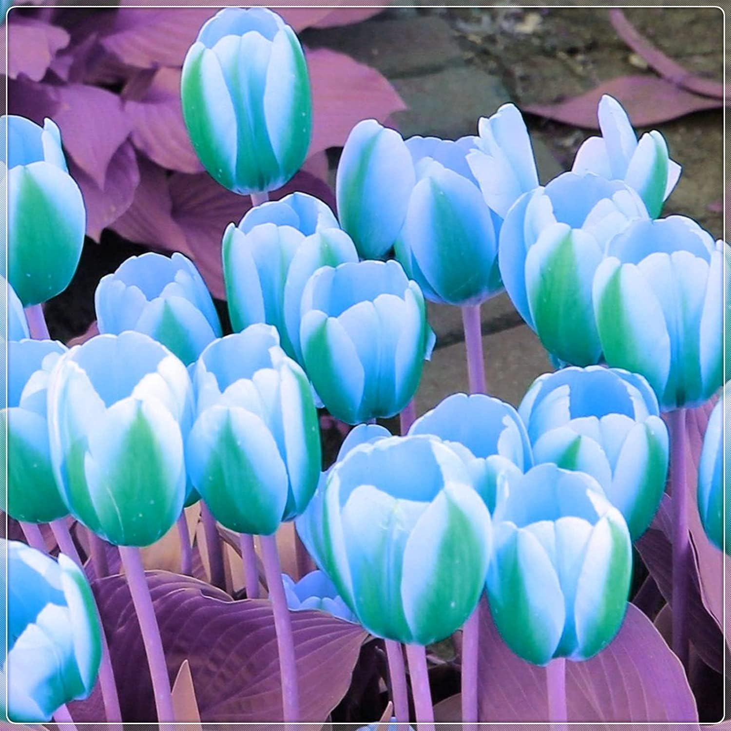 Green and White Tulip Bulbs for Planting – Easy to Grow Rare Green Rembrandt …