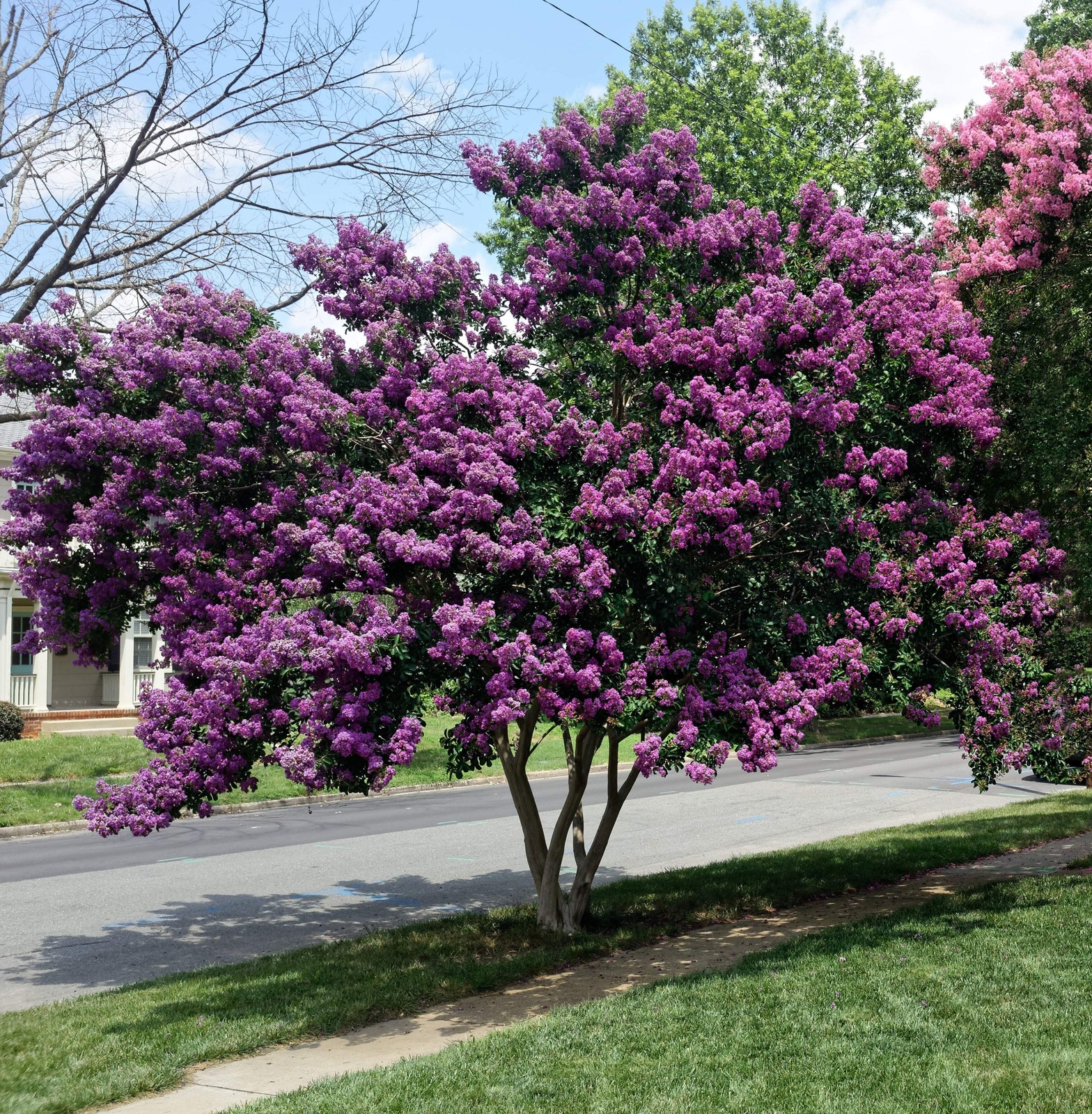 1000 Bulk CREPE MYRTLE Mixed Colors Lagerstroemia Indica Tree Shrub Flower Seeds