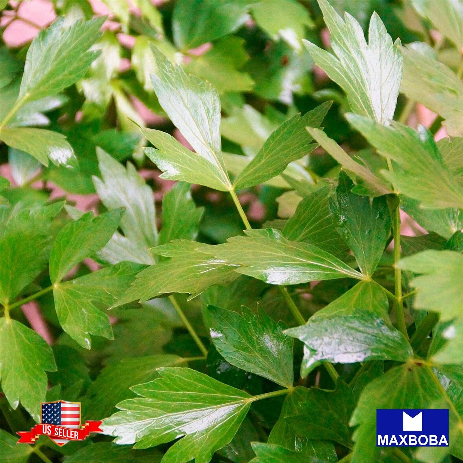 Fresh!! Levisiticum officinale Seeds Lovage Non-GMO Heirloom Garden