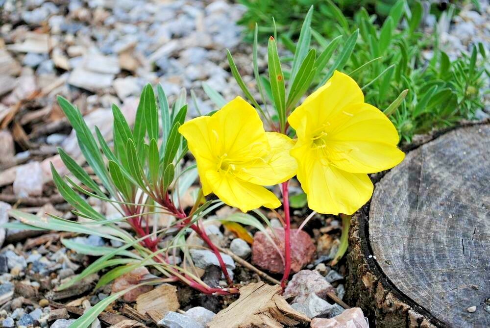 200+Dwarf MISSOURI EVENING PRIMROSE Flower Seeds Drought Groundcover Container
