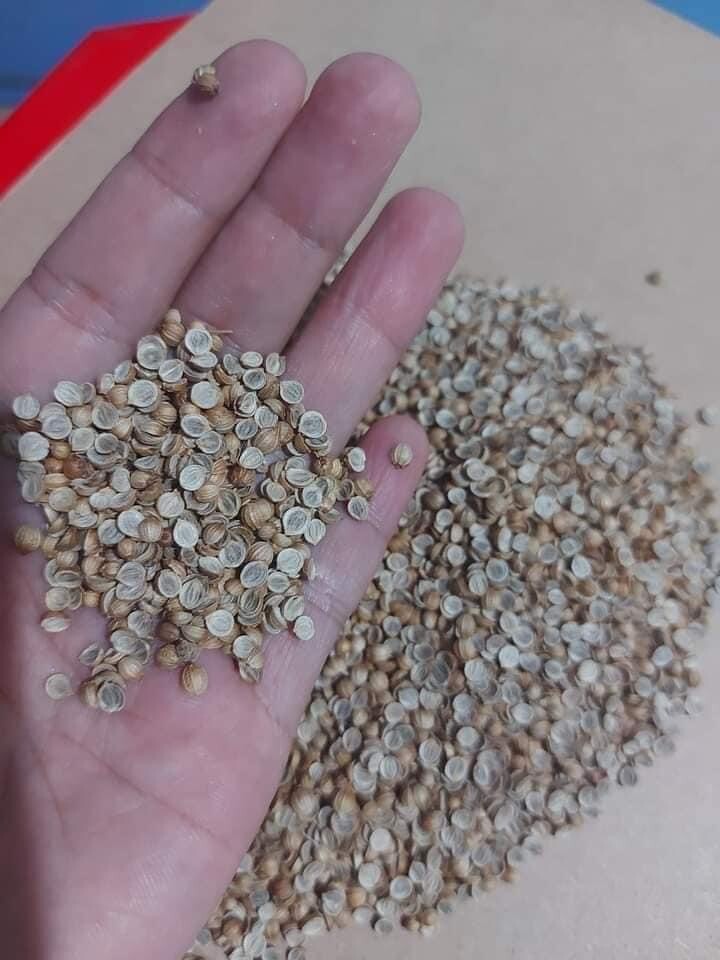 3 bags x Purple Stem Cilantro Seeds / Ngò Rí Tia Coriander 200+ Seed Hạt Mùi Tía
