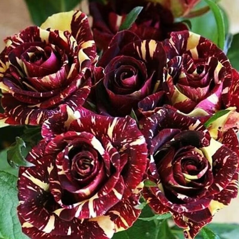 20 SEEDS for Burgundy Wine/yellow Dragon striped Rose flower Bush Rare US Seller