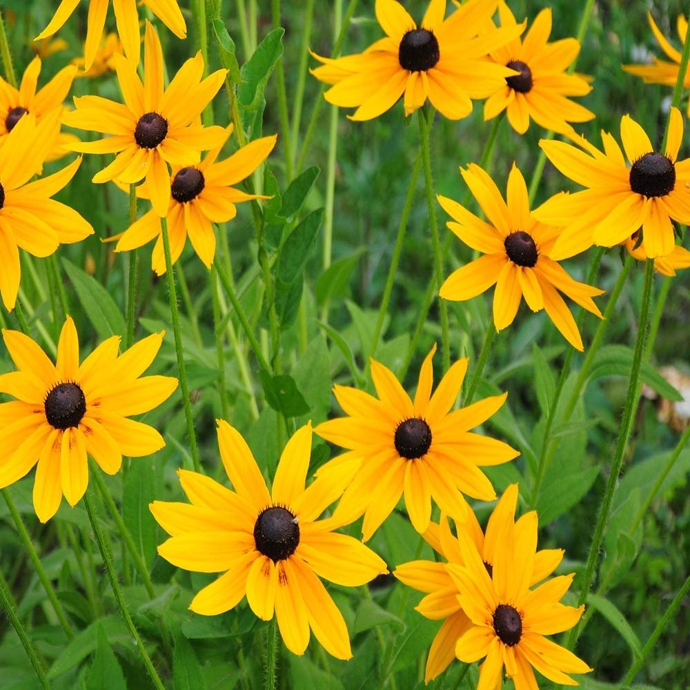 200 Seeds Rudbeckia Hirta Gloriosa Daisy Indian Summer – AAS Winner Flower